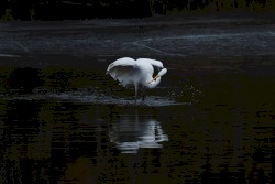 Are You a Nuclear Goddess or a Golden Samurai?