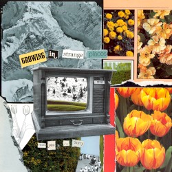 Growing in Strange Places