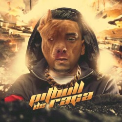 Pitbull de Raça