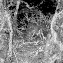 Forest of the Damned