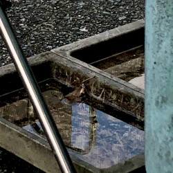 Azayaka na Kogarashi (When I was cold, they offered me some leftovers and I coughed)