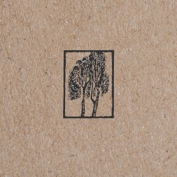 Sycamore