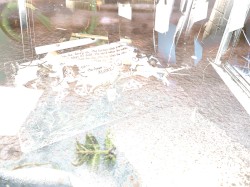 Freeroam 167 :: Real-Light Relations From the Second Meeting Which Now Achieved Near Doubleweek Transcendence XXXV -- "The Friendly Animal!"