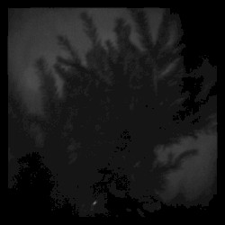 Mandrake Root: Experiments from Sketchbook#9