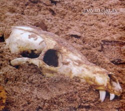 The Ghosts of California