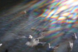 きえものエンドレス