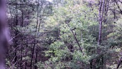 Millstone Woods May 2018