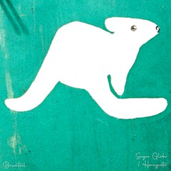 Sugar Glider / Honeyeater