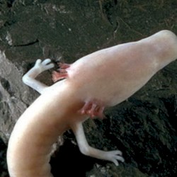 the mysterious olm