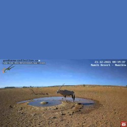 Namibia: Live stream in the Namib Desert
