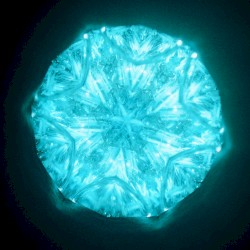 Cとし生けるもの