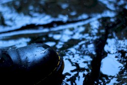 Submerging Into Delusional Silence