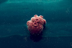 Bryn Marina (Mtn. Observatory mix)