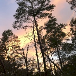 The Woods of Florida (as Seen in the 1990s, 2000s & 2010s)