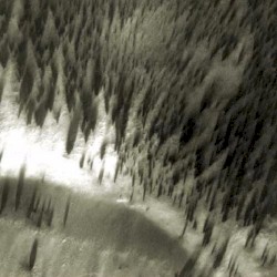 Bradbury Forest