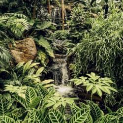 Rainforest