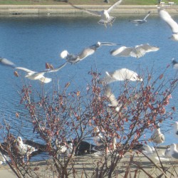 Lake Merritt, Late November