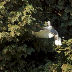 Ohaq