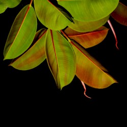 Home Series Sonification