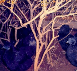 Animal Magnetism