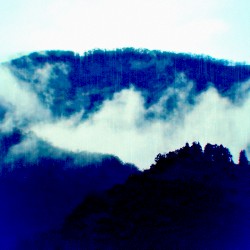 Contemplation of Reality, in Forest Rain