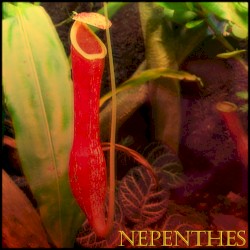 Nepenthes EP