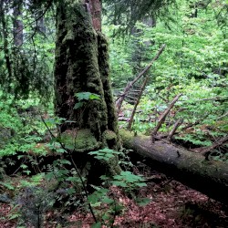 Secondary Succession