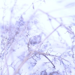 Zui