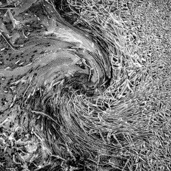 Whorl