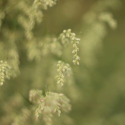 fexupukuzi