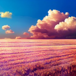 Peaceful Fields