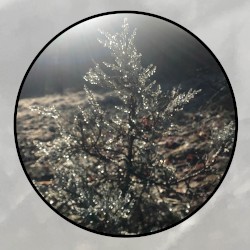 Moonlit Missive #100: 'The Dead City'