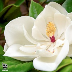 Magnolia