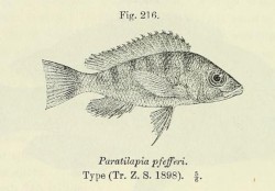 Gnathochromis Pfefferi