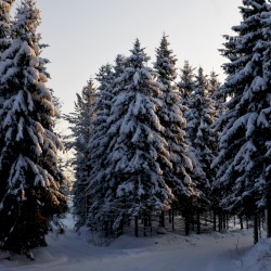 Numiana