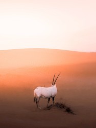 I'm Holding Up the Sky in the Vast Desert, Where I've Met a Buddhist Reincarnation of a Tulku, Wearing the Transient Form of a Goat; She's Like a Miraculous Stranger Who Becomes a Tree in the Oasis or Some Old Rugged Stone, Upon Giving Up All Past, Present and Future Earthly Desires