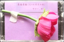 あねもね (花の日限定仕様)