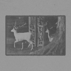 Buck and Doe Trotting