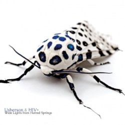 Wide Lights From Hatred Springs