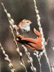 Sparrow's Tongue
