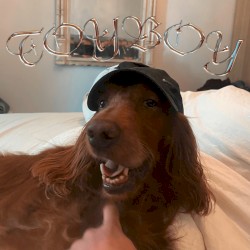 TOYBOY