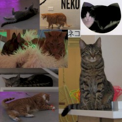 Nyan Nyan Nyan (02-22-2022)