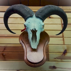 Fairchild Amphibians