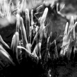 The Sky Below and the Earth Above