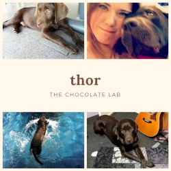 Thor the Chocolate Lab