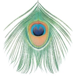 Apple Venus, Vol. 1