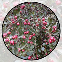 Moonlit Missive #108: 'The Bird and the Bells'