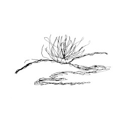 cold dawn on the hills