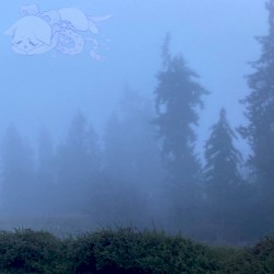 No Signal In The Forest