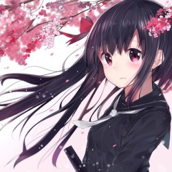 Sakura